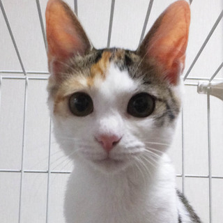 とてもなつこい三毛のミミちゃん♪