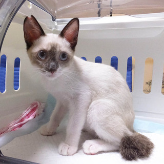 シャムミックスの男の子ショーンくん♪