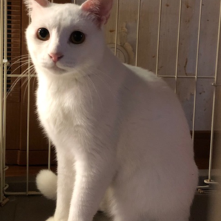 真っ白猫 幸太くんと、ママ猫 りんちゃん