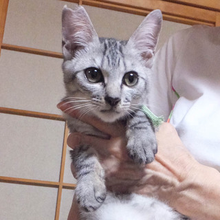 グレーキジのよしきくん♪