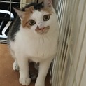 穏やかな性格の三毛ちゃん