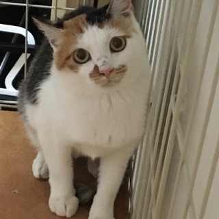 穏やかな性格の三毛ちゃん