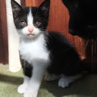 ゴロスリ鍵尻尾★ハチワレ白黒男子ラファエル