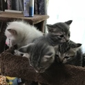 子猫の里親さん募集