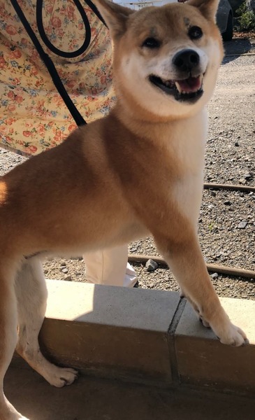 性格がとても穏やかな柴犬 山形県 犬の里親募集 ペットのおうち 月間利用者150万人