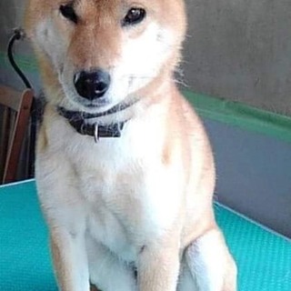 性格がとても穏やかな柴犬の女の子７～８歳