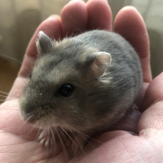 【里親決定】ジャンガリアン(サファイア)