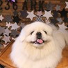 しっぽな★