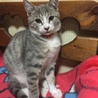 L♡ve cat さん