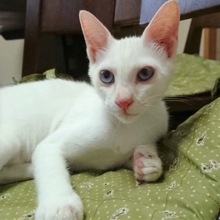 イケニャン♡元気いっぱいのシロくん