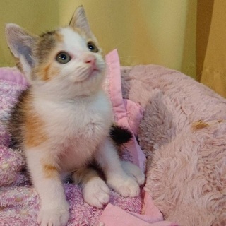 おうち決まりました。ありがとうございます。