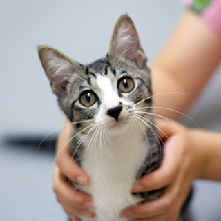 小学生が連れてきたたーちゃん