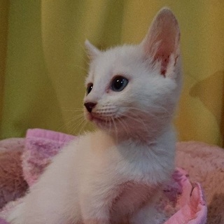 おうち決まりました、ありがとうございます！