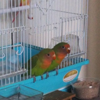 今年の5月に生まれた八重桜インコの兄弟