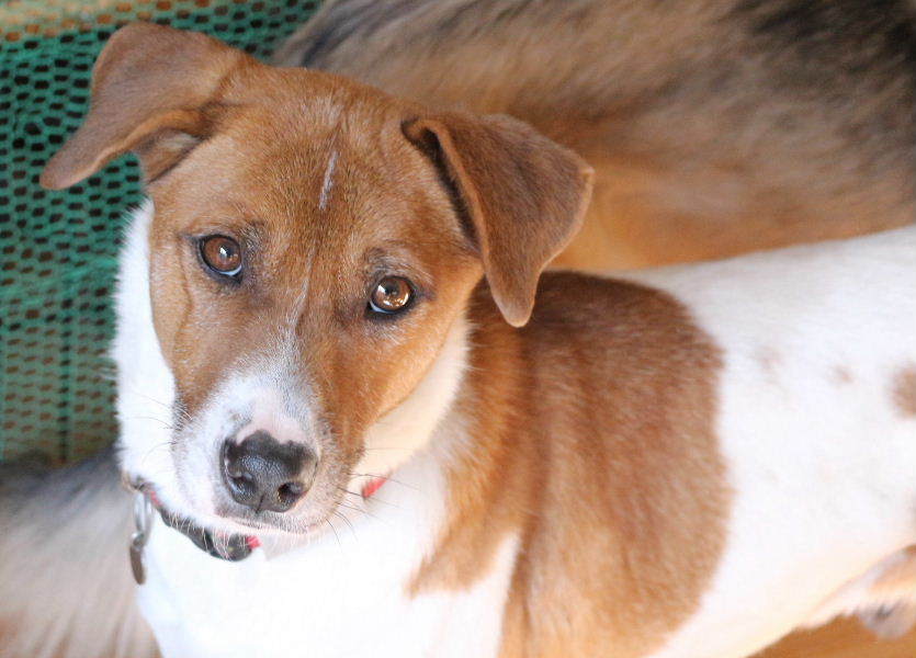 洸病気に負けない Mix 神奈川県 犬の里親募集 6670 ペットのおうち 月間利用者150万人