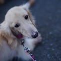 元繁殖犬ダックスのモコちゃん７歳