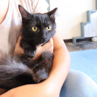 長毛で甘えん坊の女の子 ミッキー