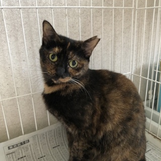 大人しくてとてもいい子です。サビのさくらちゃん