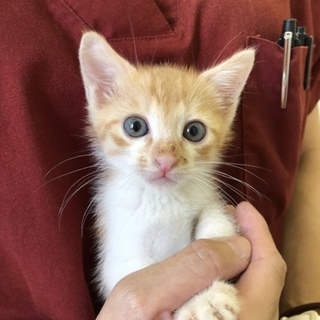小さな子猫「はくちゃん」を家族にして下さい！
