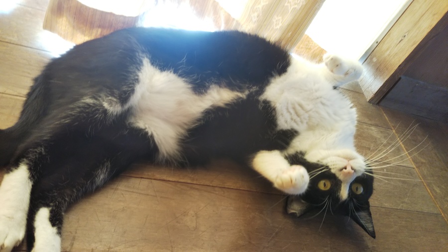 白黒ハチワレ❤マツくん サムネイル2