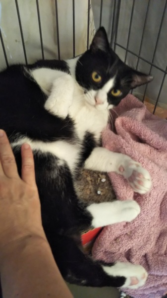 白黒ハチワレ❤マツくん サムネイル7