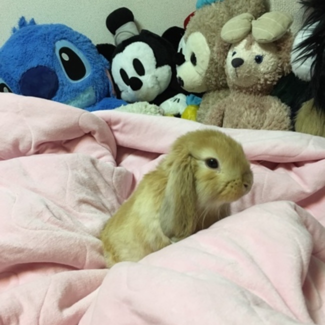 フラキャロのカバー写真