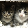 子猫2匹 サムネイル3