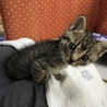 子猫2匹 サムネイル5