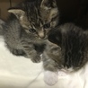 子猫2匹 サムネイル7