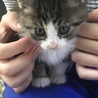 子猫2匹 サムネイル6