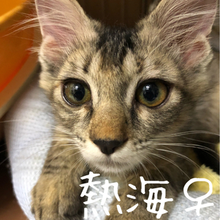 キジトラ中長毛の 熱海ちゃん