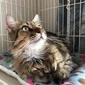 フワフワの長毛「ガッキーくん」