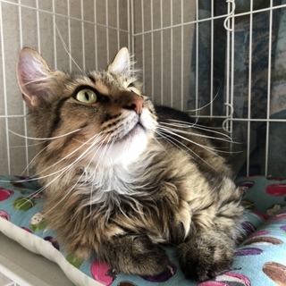 フワフワの長毛「ガッキーくん」