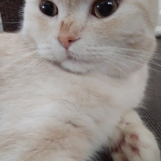 スコティッシュフォールド2歳オス