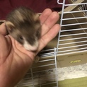 フェレット(ベイビー)