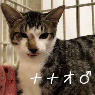 甘えん坊なキジ白の男の子