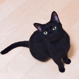 性格花丸！黒猫の男の子