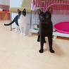 性格花丸！黒猫の男の子