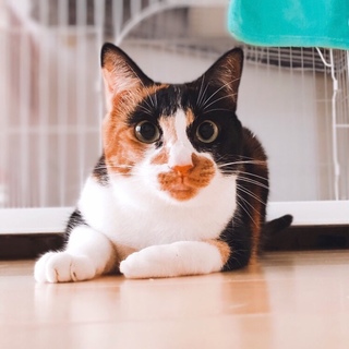 甘えん坊で猫も人も大好き！黒三毛なつきちゃん