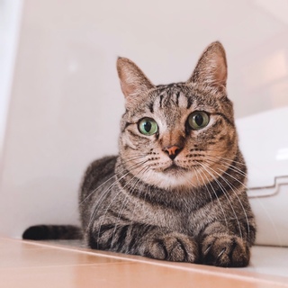 温厚！甘えん坊！猫さんに大人気の寛太くん