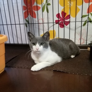 ☆里親様決定☆　甘えん坊の美男子　