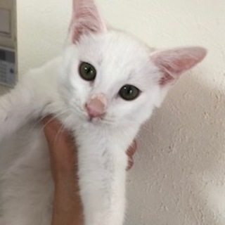 生後５ヶ月の人懐っこい兄弟です。