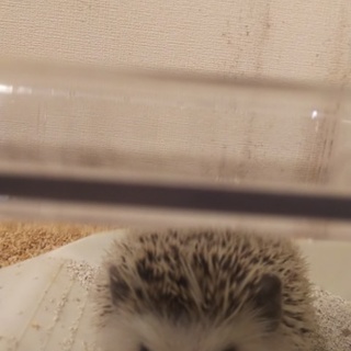 ハリネズミ  7ヶ月 男の子