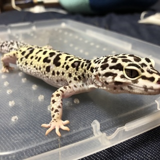 里親募集します