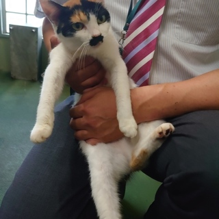 処分間近 人馴れバッチリ ミケちゃん 動画あり