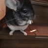 なほこた