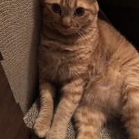 チャト
