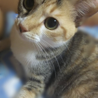 久留米市／三毛猫