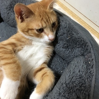 大人しくてキュートな男の子です♪