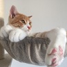 2匹ともペットのおうちからの保護猫ちゃんです。今は元気に大きくなりました！